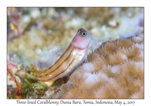 Three-lined Coralblenny