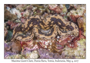 Maxima Giant Clam