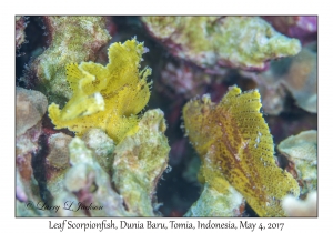 Leaf Scorpionfish