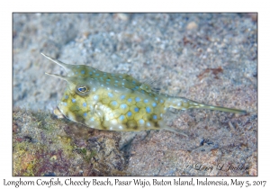 Longhorn Cowfish