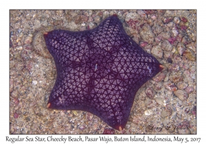 Regular Sea Star