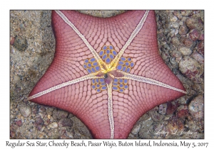 Regular Sea Star