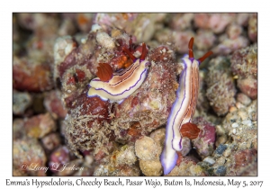 Emma's Hypselodoris