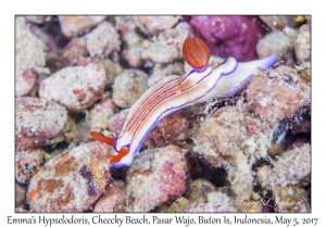 Emma's Hypselodoris