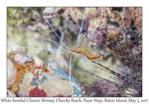 White-banded Cleaner Shrimp