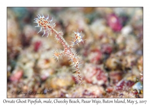 Ornate Ghost Pipefish