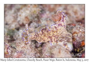 Many-lobed Ceratosoma