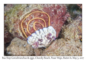 Bus Stop Goniobranchus & egg ribbon