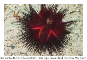 Radiant Sea Urchin