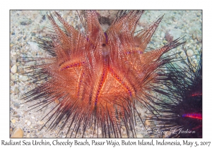 Radiant Sea Urchin