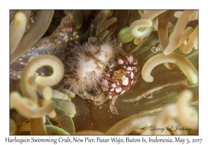 Harlequin Swimming Crab