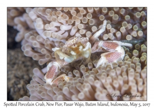 Spotted Porcelain Crab