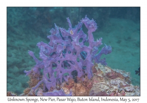 Unknown Sponge