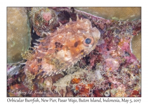 Orbicular Burrfish