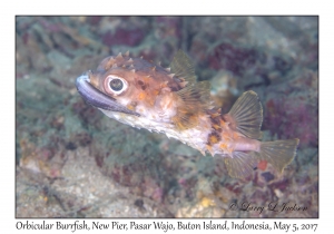 Orbicular Burrfish