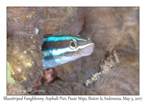 Bluestriped Fangblenny