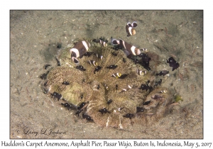 Haddon's Carpet Anemone & Saddleback Anemonefish