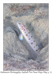 Ambanoro Shrimpgoby