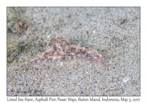 Lined Sea Hare