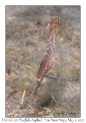 Thin Ghost Pipefish