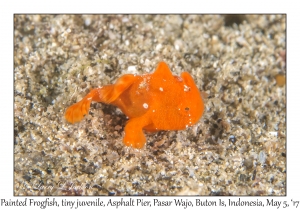 Painted Frogfish