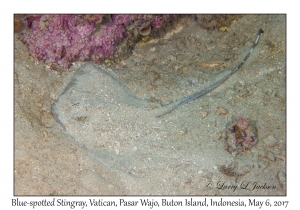 Blue-spotted Stingray