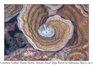 Common Feather Duster Worm