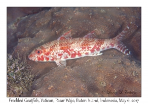 Freckled Goatfish