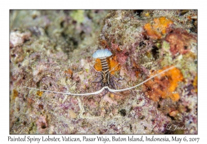 Painted Spiny Lobster