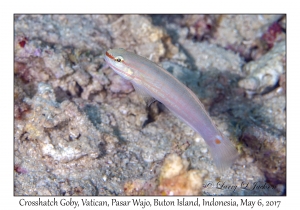 Crosshatch Goby