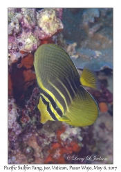 Pacific Sailfin Tang