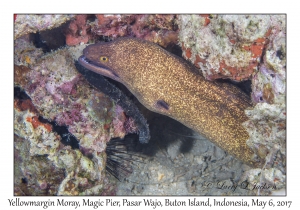 Yellowmargin Moray