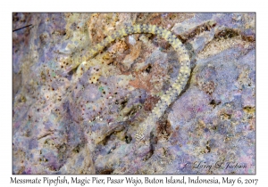 Messmate Pipefish