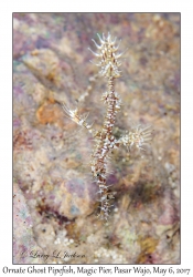 Ornate Ghost Pipefish