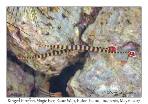 Ringed Pipefish