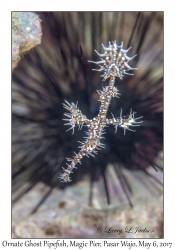 Ornate Ghost Pipefish