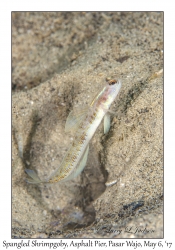 Spangled Shrimpgoby