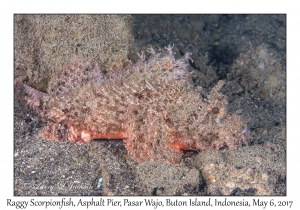 Raggy Scorpionfish