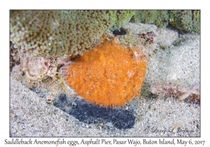 Saddleback Anemonefish eggs