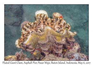 Fluted Giant Clam