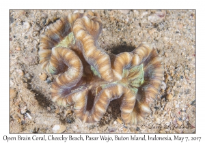 Open Brain Coral