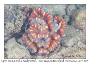 Open Brain Coral