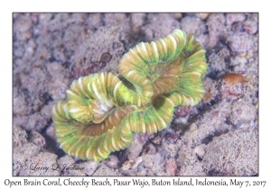 Open Brain Coral