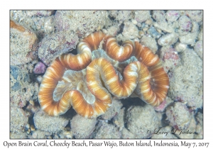 Open Brain Coral