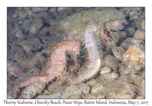 Thorny Seahorses