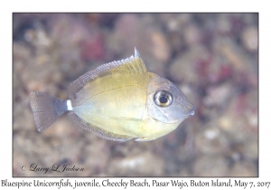 Bluespine Unicornfish