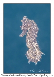 Moluccan Seahorse