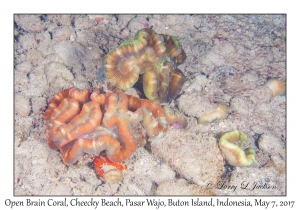 Open Brain Coral