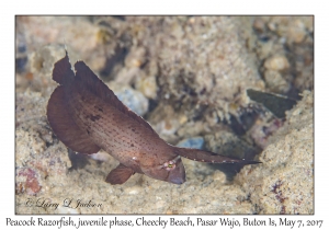 Peacock Razorfish