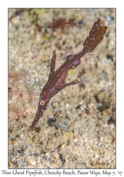 Thin Ghost Pipefish